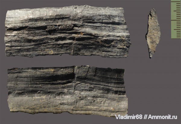 пермь, растения, Флора, палеозойская эра, Приморский край, Permian