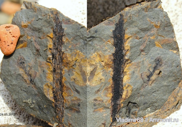 мел, растения, мезозойская эра, хвойные, Приморский край, Elatides asiatica, Cretaceous