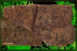 Teilchardia tenella (Pryn.) Krassilov - спороносное перо.