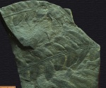Cladophlebis.
