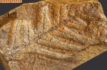 Cladophlebis frigida (Heer) Seward.