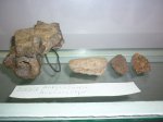 Bissektipelta