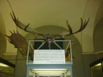 череп гигантского оленя(Megaloceros giganteum) череп гигантского оленя(Megaloceros giganteum)