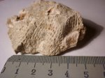 Fenestella sp.