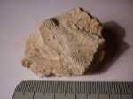 Мшанка Fenestella sp.