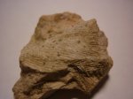 Еще одна мшанка(скорее всего  Fenestella sp)