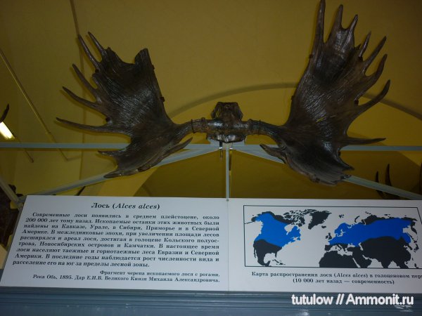 Зоологический музей Санкт-Петербурга, Alces alces, лоси