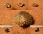 Cyrtospirifer sp.