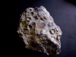 Небольшая колония четырехлучевых кораллов(возможно Eridophyllum seriale)