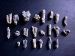 "Сборник" четырехлучевых кораллов(возможно Eridophyllum seriale)