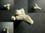 Возможно Eridophyllum seriale
