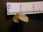 Брахиопода Platystrophia