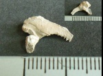 Часть щеки Hoplolichoides