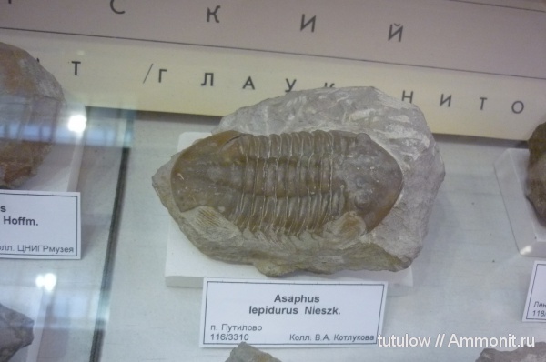 трилобиты, Asaphus, музеи, ЦНИГР музей им. Ф.Н. Чернышева