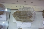 Asaphus lepidurus Nieszk.