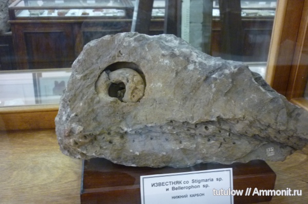 музеи, Bellerophon, stigmaria, ЦНИГР музей им. Ф.Н. Чернышева