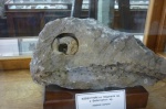 Stigmaria sp. и Bellerophon sp.
