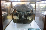 Череп панцирной рыбы Dinichthys terreli Newb.