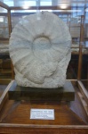 Eupachydiscus levyi Gross.