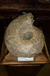 Anapachydiscus naumanni Yokoyama