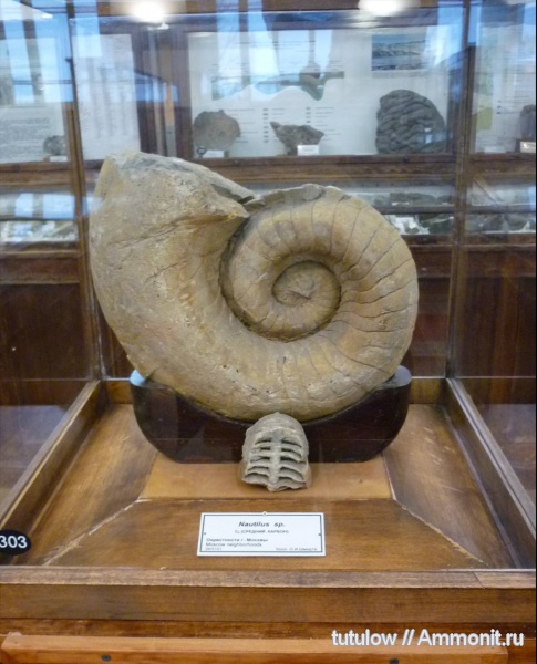 Nautilus, музеи, Endolobus, Заборье, Nautilida, ЦНИГР музей им. Ф.Н. Чернышева, Temnocheilus, Koninckioceratidae, Tainoceratoidea
