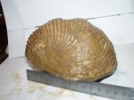 Наутилус Cymatoceras