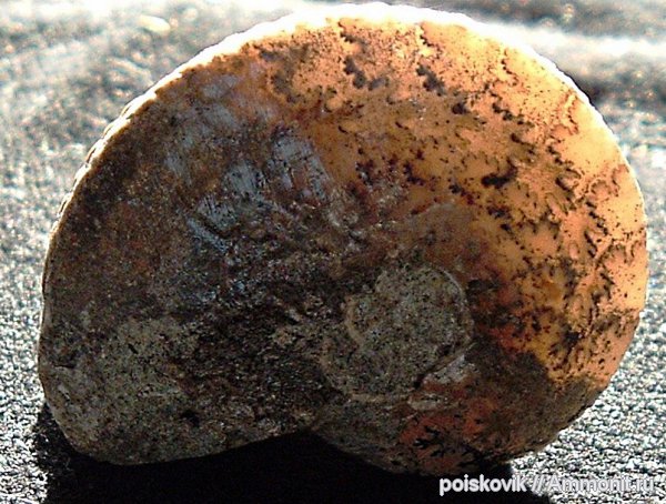 аммониты, головоногие моллюски, альб, Крым, Ammonites, Балаклава, Albian, эрратические валуны, верхний альб