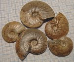 Anahoplites planus