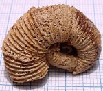 Holcodiscus caillaudianus