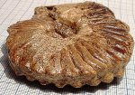 Dimorphoplites tethydis