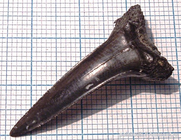 рыбы, зубы, Крым, зубы акул, Striatolamia, fish, teeth, shark teeth