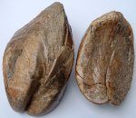 Arcomytilus couloni
