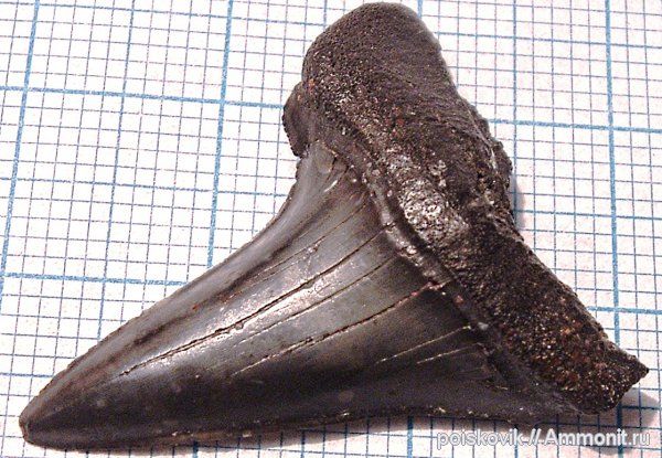 рыбы, зубы, Крым, зубы акул, Cretoxyrhina, fish, teeth, shark teeth