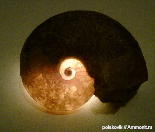 аммониты, головоногие моллюски, Крым, Haploceras, Ammonites