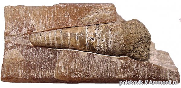 белемниты, головоногие моллюски, Крым, belemnites