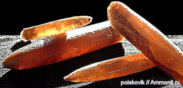 белемниты, головоногие моллюски, Крым, belemnites