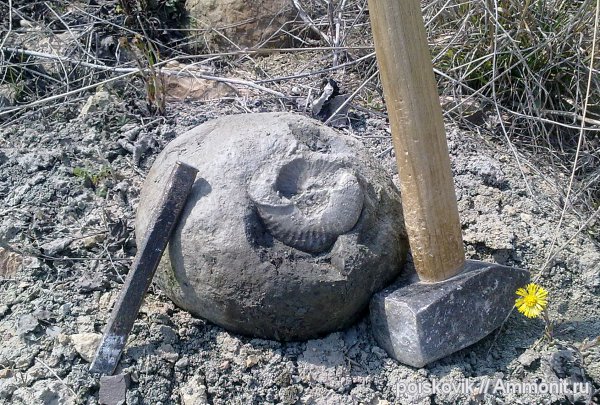 аммониты, головоногие моллюски, альб, Крым, Ammonites, Балаклава, Albian, эрратические валуны