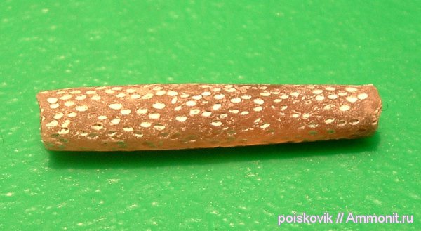 белемниты, головоногие моллюски, Крым, ихнофоссилии, Балаклава, Rogerella, belemnites