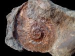 Отпечаток Dalmasiceras sp.