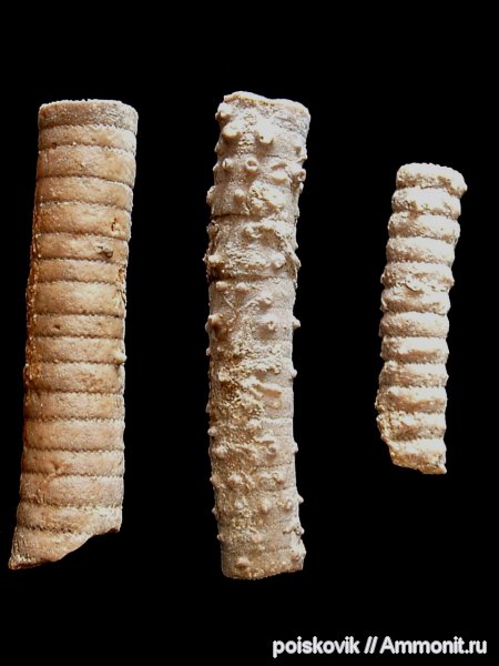 морские лилии, иглокожие, криноидеи, Крым, Балаклава, Apiocrinus