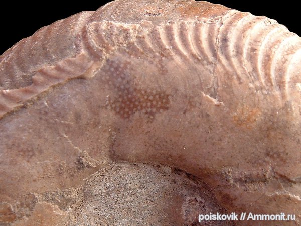 аммониты, головоногие моллюски, альб, Крым, Ammonites, Балаклава, Puzosia, точечный слой, эрратические валуны, верхний альб