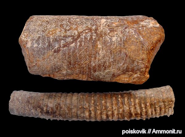 морские лилии, иглокожие, криноидеи, Крым, Балаклава, Apiocrinus