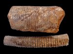 Apiocrinus