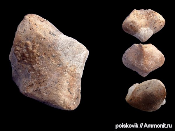 брахиоподы, Крым, баррем, нижний баррем, Rhynchonellida, Lacunosella, Lacunosella decipiens