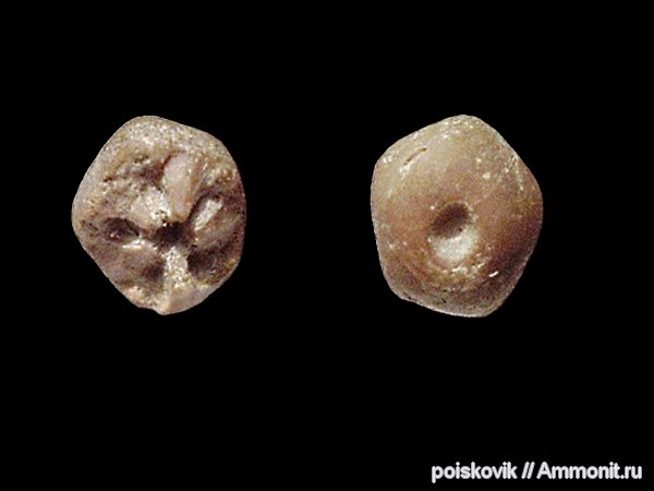 морские лилии, криноидеи, Крым, готерив, Sclerocrinus, Hauterivian