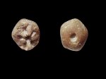 Sclerocrinus