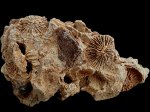 Montlivaltia sp.