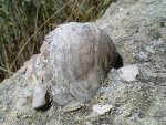 Gryphaea