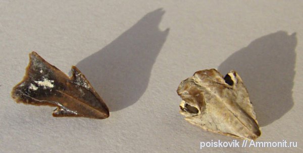 головоногие моллюски, Крым, ринхолиты, Hadrocheilus