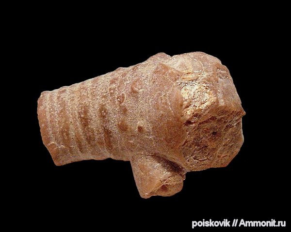 морские лилии, иглокожие, криноидеи, Крым, Балаклава, Apiocrinus